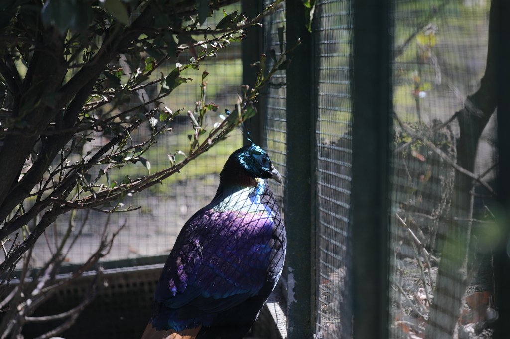 574B2572.JPG -  Himalayan monal  ( Himalaya-Glanzfasan )