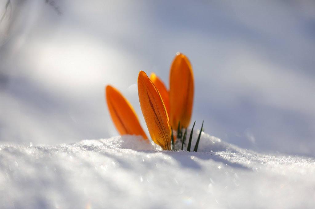 574B2333_c.jpg -  Crocuses  in the snow