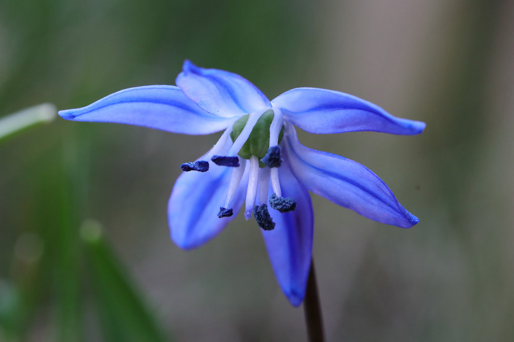 574B2754_c.jpg -  Siberian squill  ( Sibirischer Blaustern )