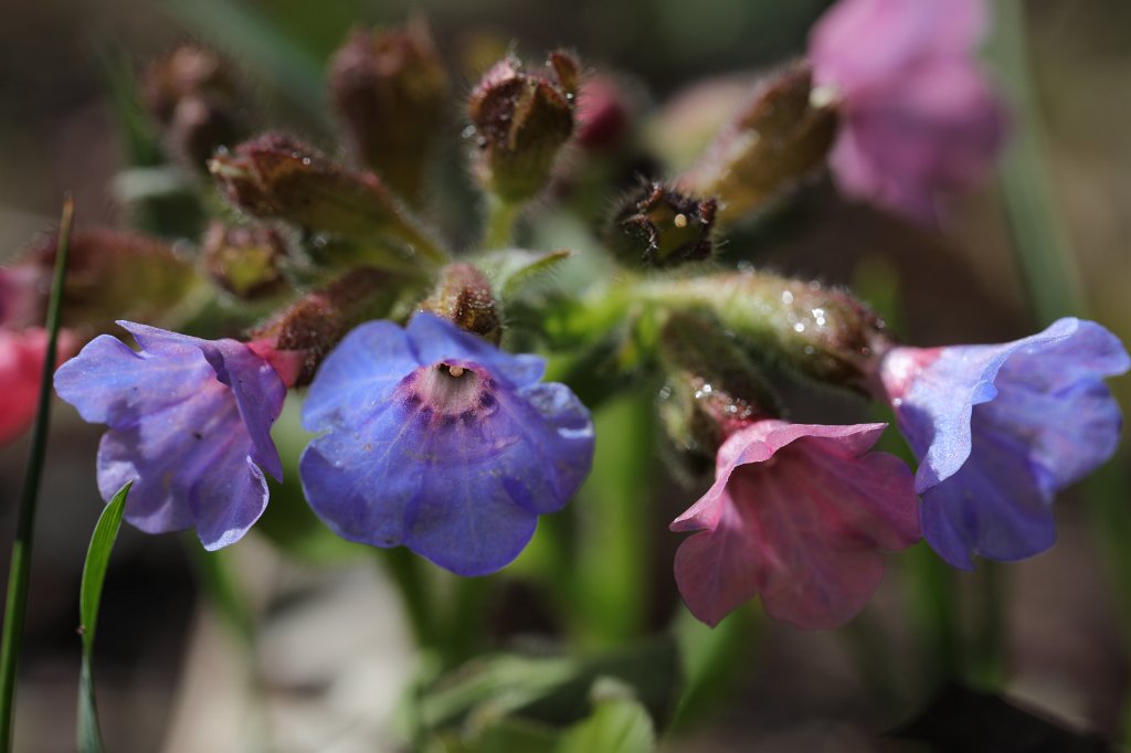 574B2774.JPG -  Lungwort  ( Lungenkraut )