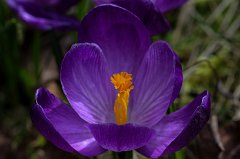 Crocus