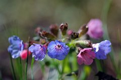 Lungwort