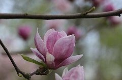 Magnolia