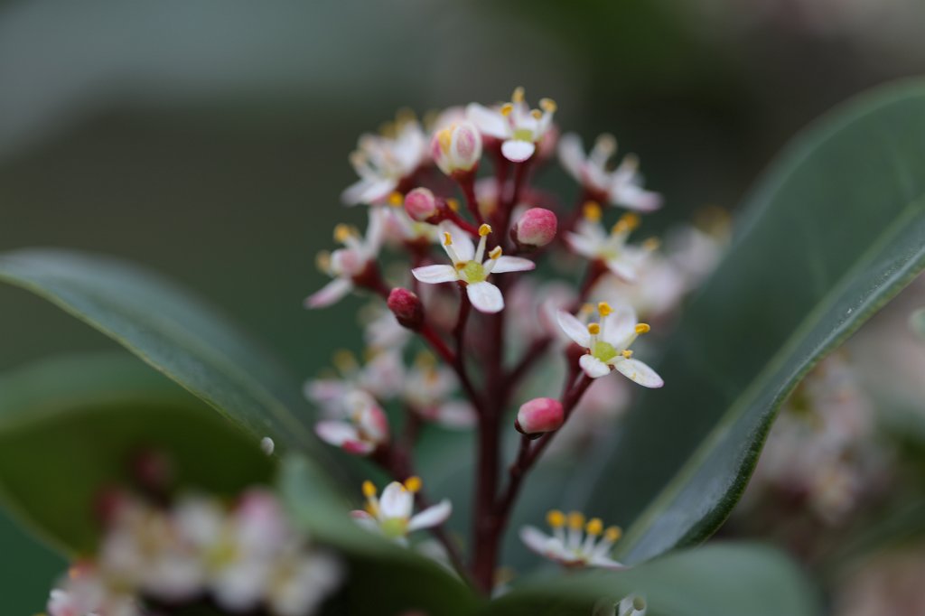 574B2840.JPG -  Skimmia japonica  ( Skimmia japonica )