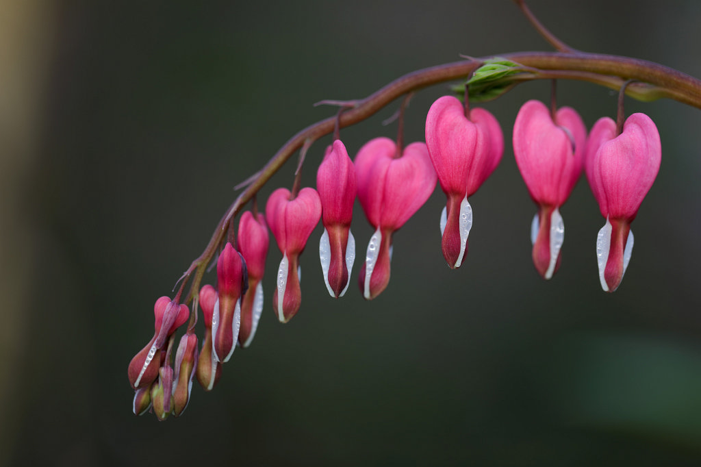 574B2872_c.jpg -  Bleeding heart  ( Tränendes Herz )