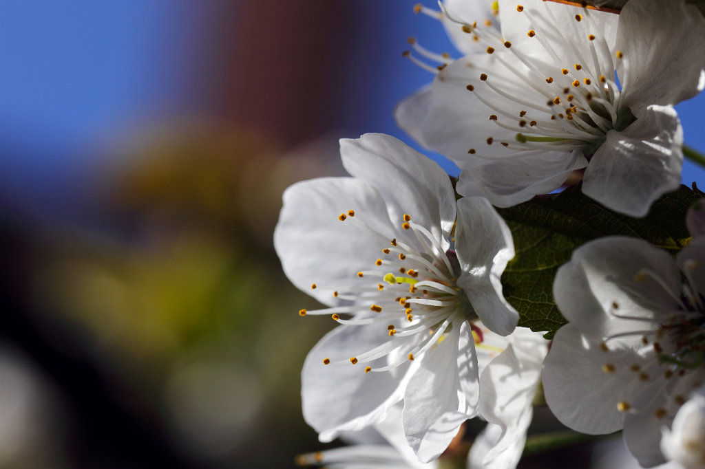 574B2881_c.jpg -  Cherry  flowers ( Kirschblüte )