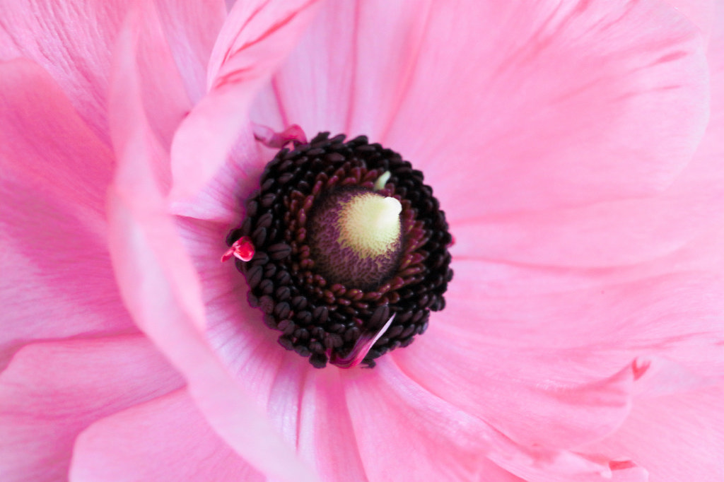 574B2892_c.jpg -  Ranunculus asiaticus  ( Asiatischer Hahnenfuß )