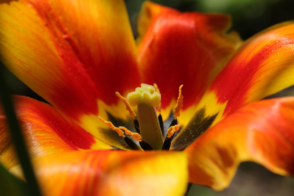 574B2928.JPG -  Tulip  ( Tulpe )
