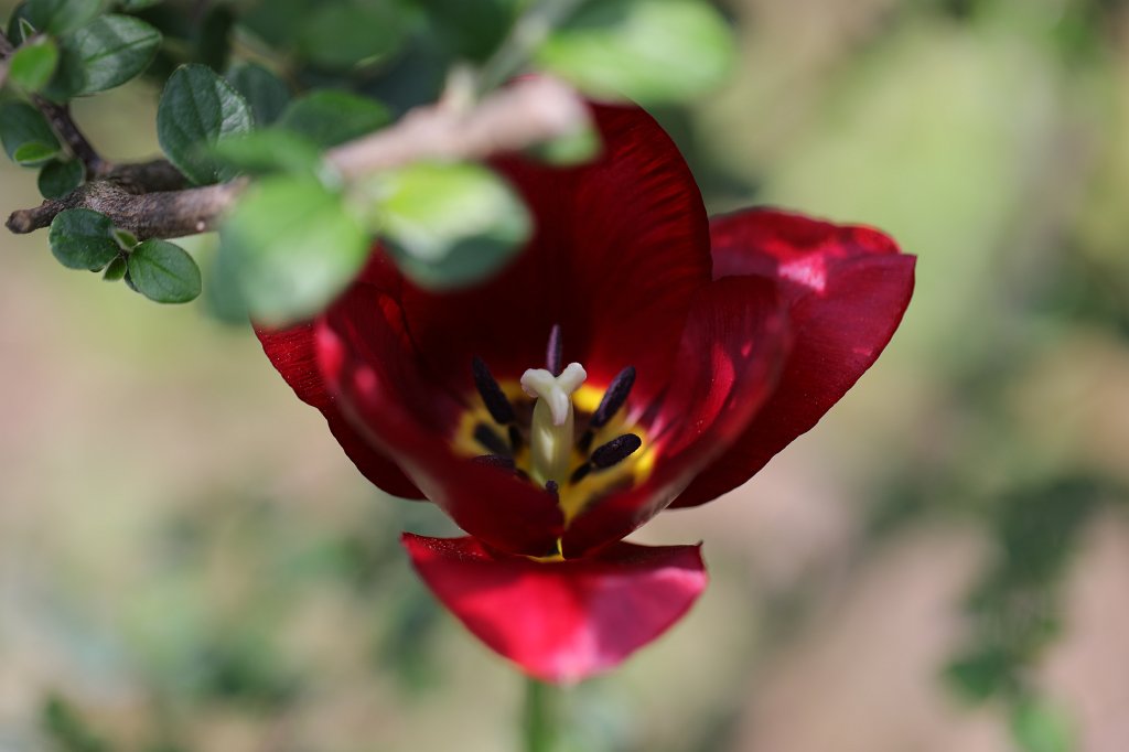 574B2933.JPG -  Tulip  ( Tulpe )