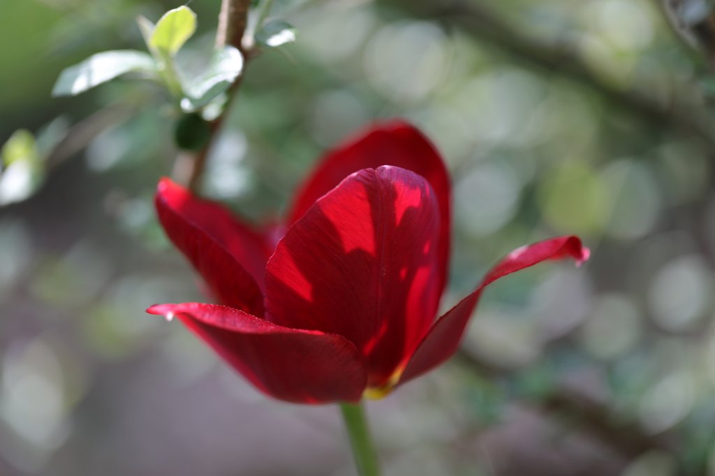 574B2934.JPG -  Tulip  ( Tulpe )