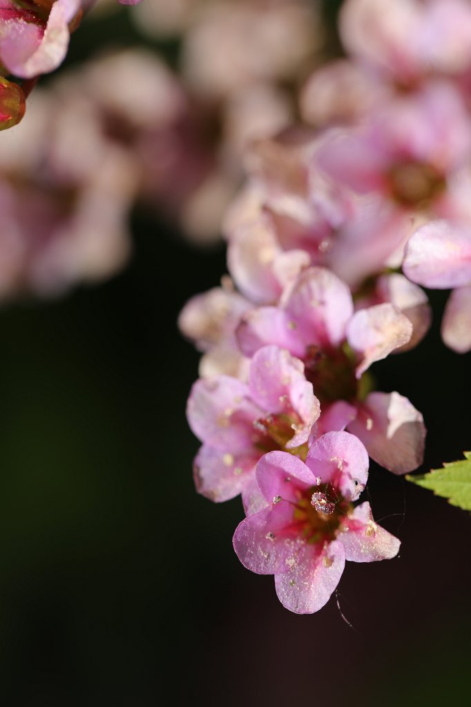 574B2972.JPG -  Bergenia  ( Bergenien )