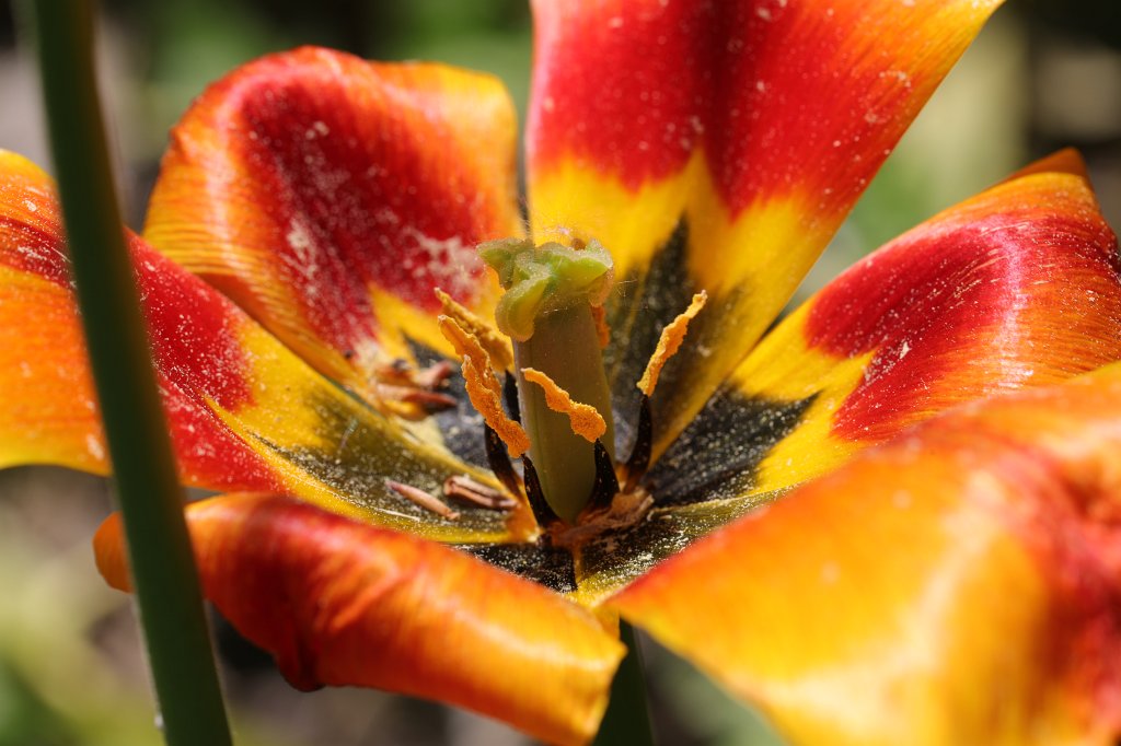 574B2977.JPG -  Tulip  ( Tulpe )