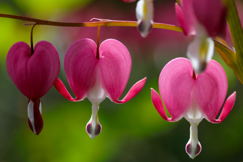 574B2987_c.jpg -  Bleeding heart  ( Tränendes Herz )