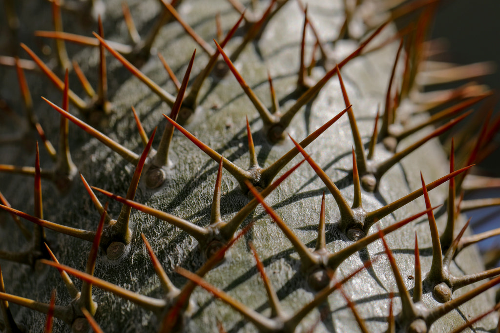 574B3041_c.jpg - Thorns