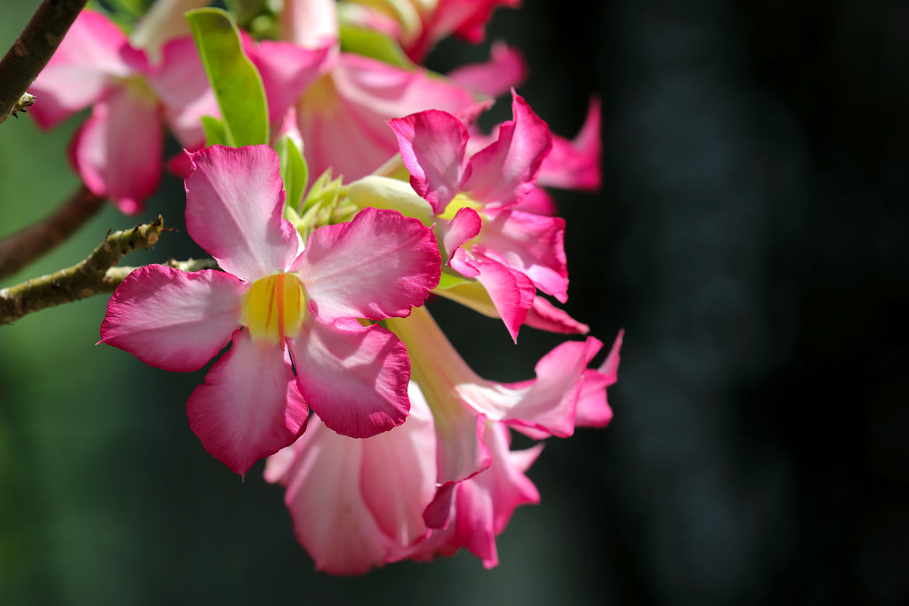 574B3057_c.jpg -  Adenium obesum  ( Wüstenrose )