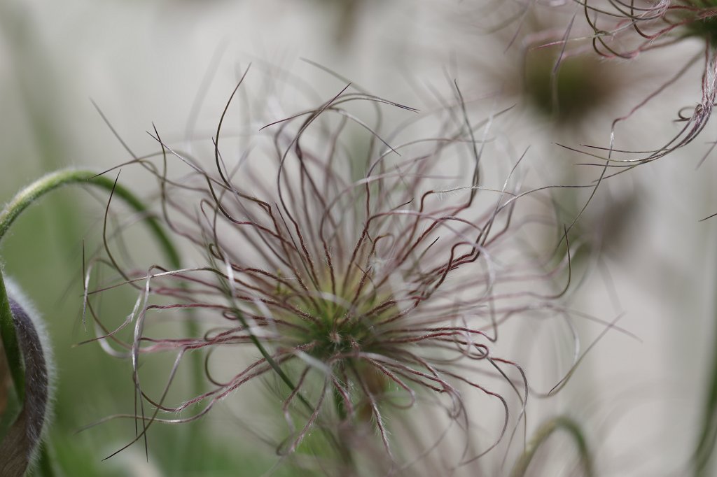 574B3100.JPG - Flower in the  Palmengarten   Frankfurt 