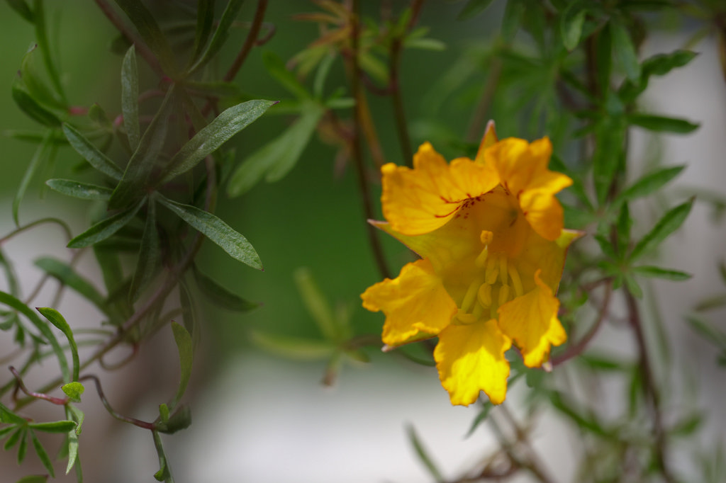 574B3117_c.jpg -  Tropaeolum leptophyllum 