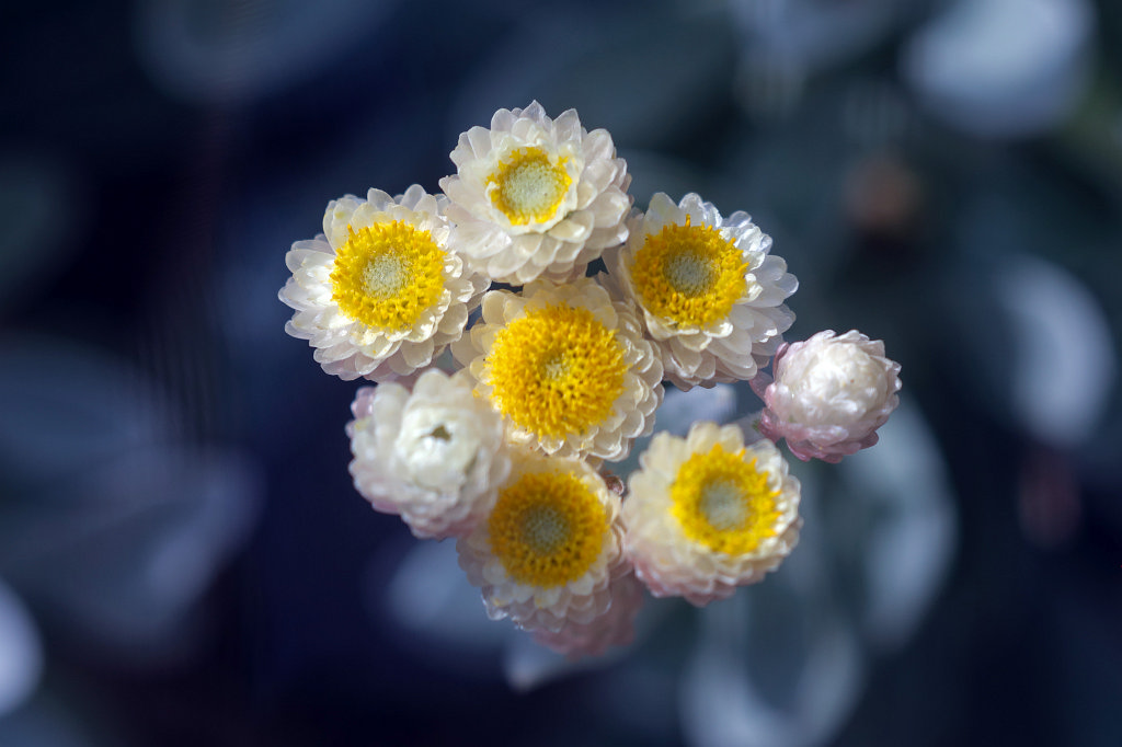 574B3119_c.jpg - Flower in the  Palmengarten   Frankfurt 
