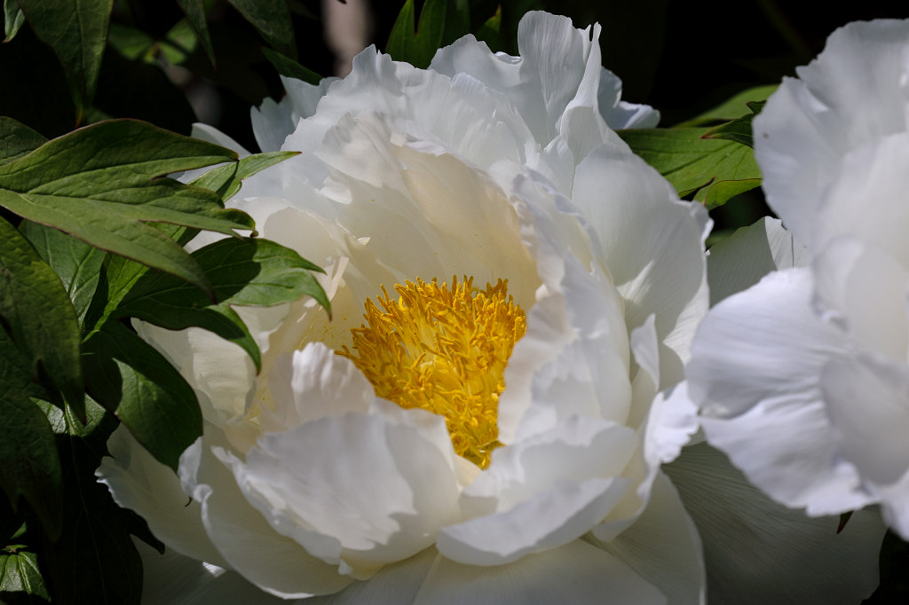 574B3129_c.jpg -  Peony  ( Pfingstrose )