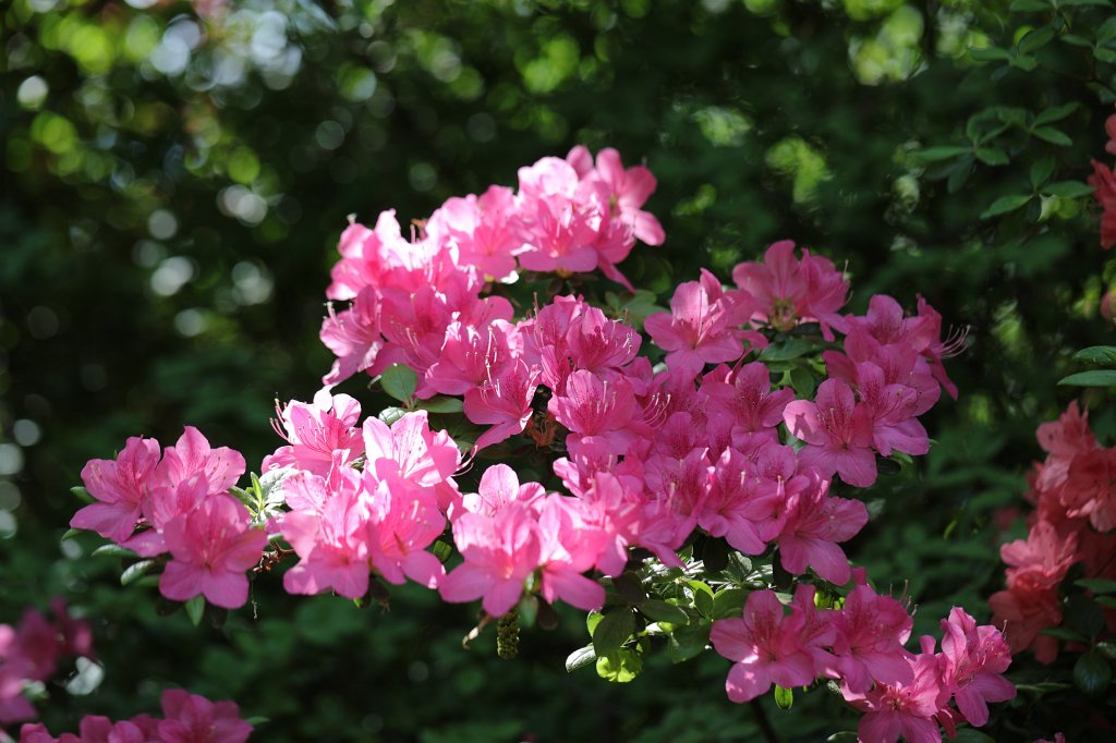 574B3163.JPG -  Rhododendron 