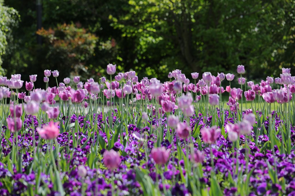 574B3182.JPG -  Tulips  ( Tulpen )