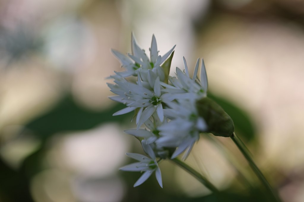 574B3228.JPG -  Allium ursinum  ( Bärlauch )