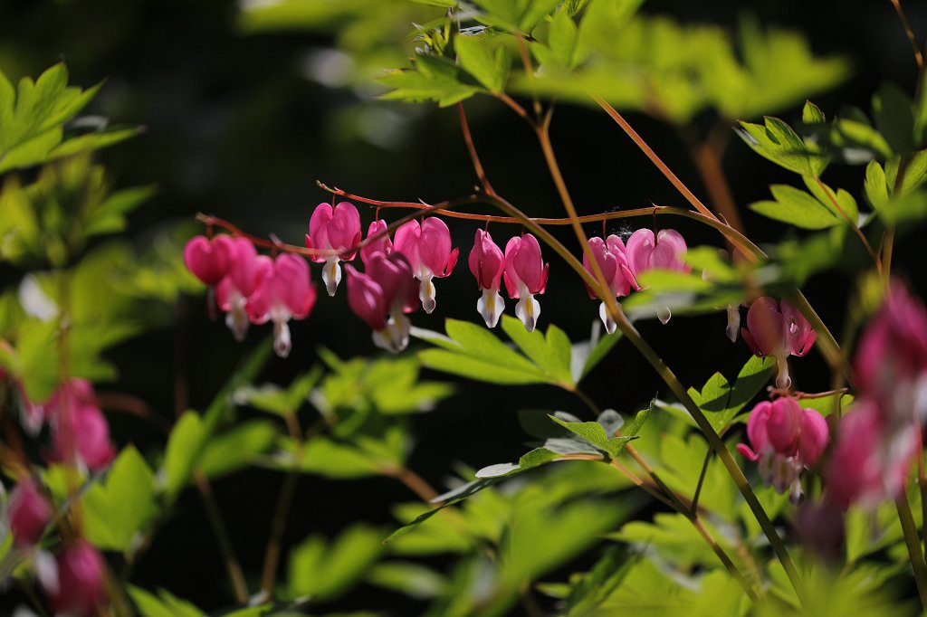 574B3236.JPG -  Bleeding heart  ( Tränendes Herz )