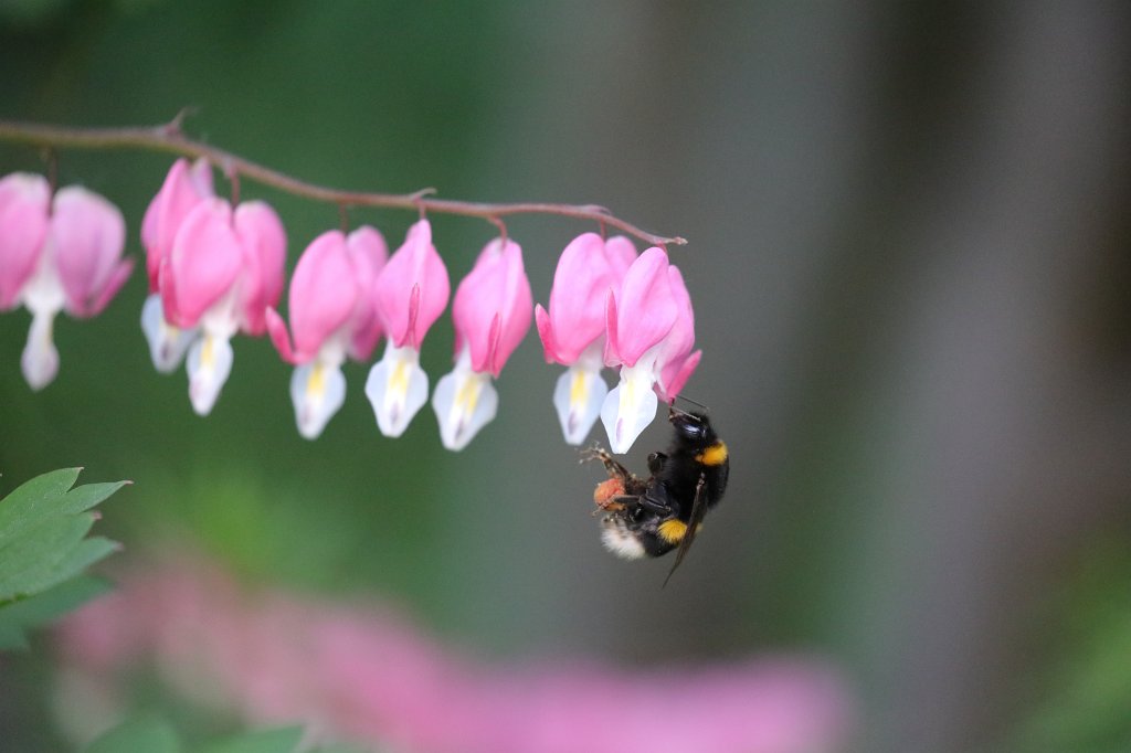 574B3378.JPG -  Bumblebee  ( Hummel ) on  Bleeding heart  ( Tränendes Herz )