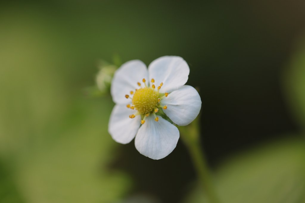 574B3396.JPG -  Strawberry  ( Erdbeerblüte )