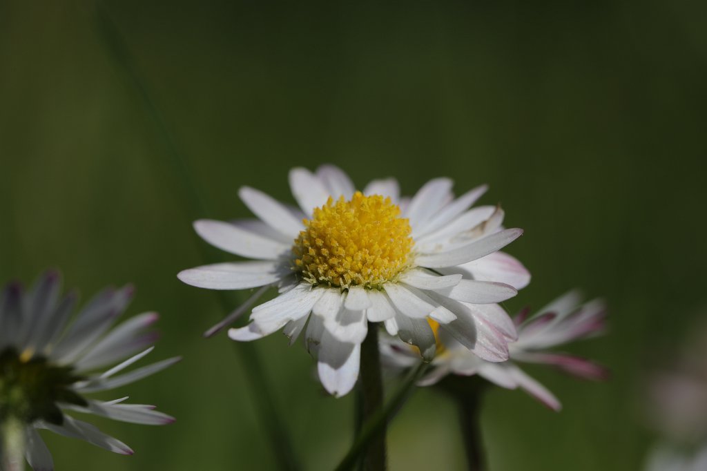 574B3407.JPG -  Daisy  ( Gänseblümchen )