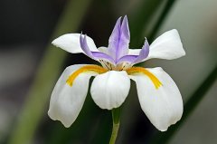 Fairy Iris