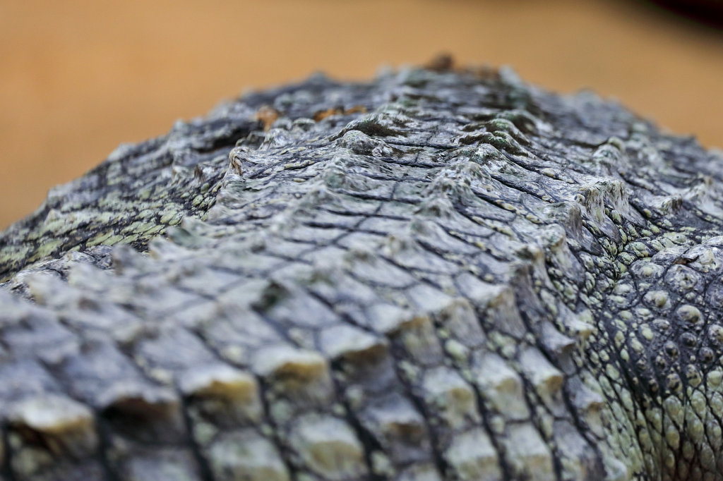 574B3965_c.jpg -  Nile crocodile  ( Nilkrokodil )