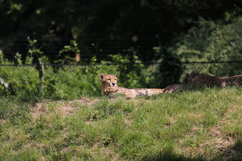 574B4007.JPG -  Cheetah  ( Gepard )