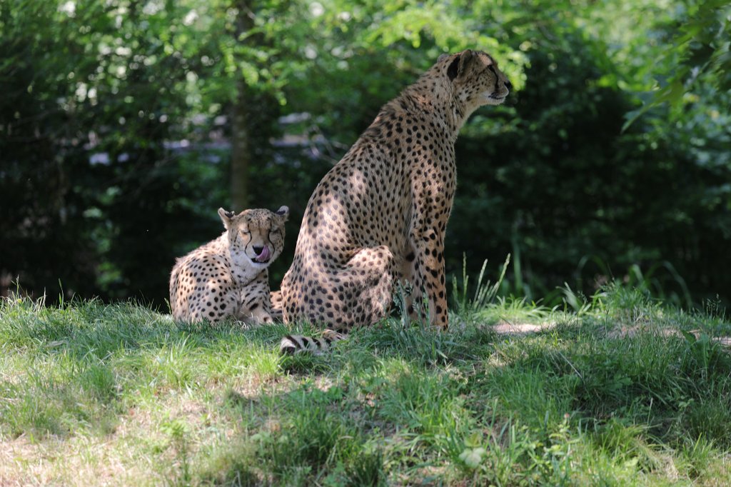 574B4039.JPG -  Cheetah  ( Gepard )