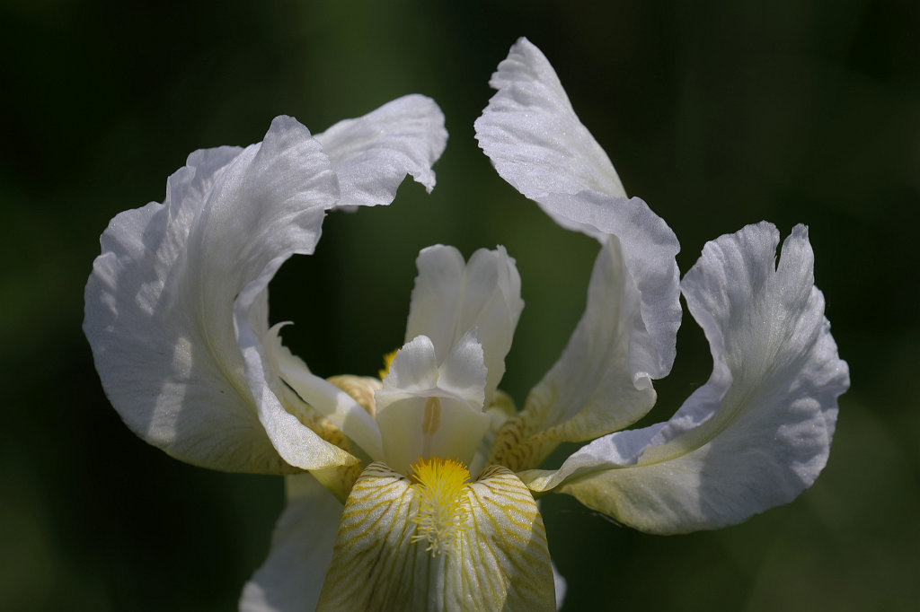 574B4104_c1.jpg -  Iris  ( Schwertlilie )