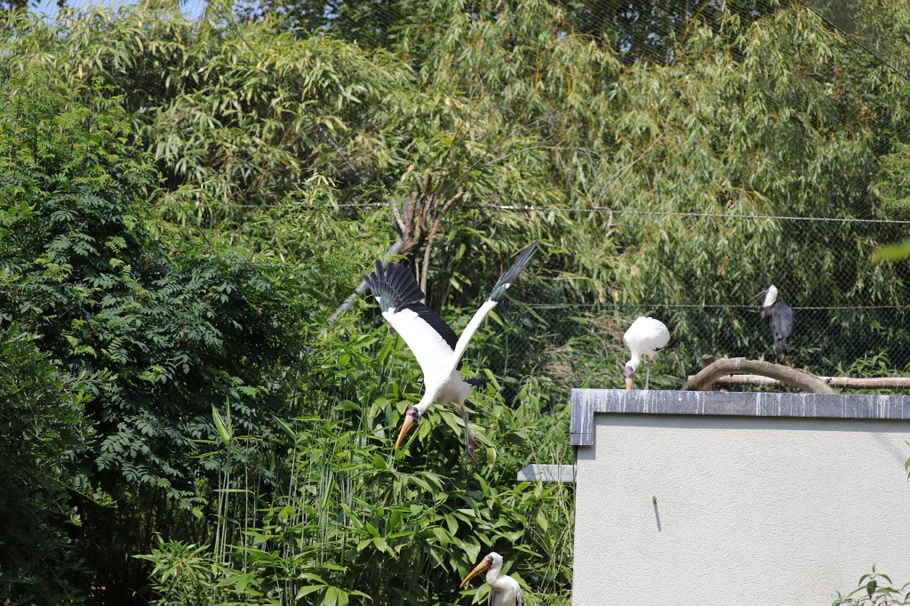 574B4116.JPG - Storch