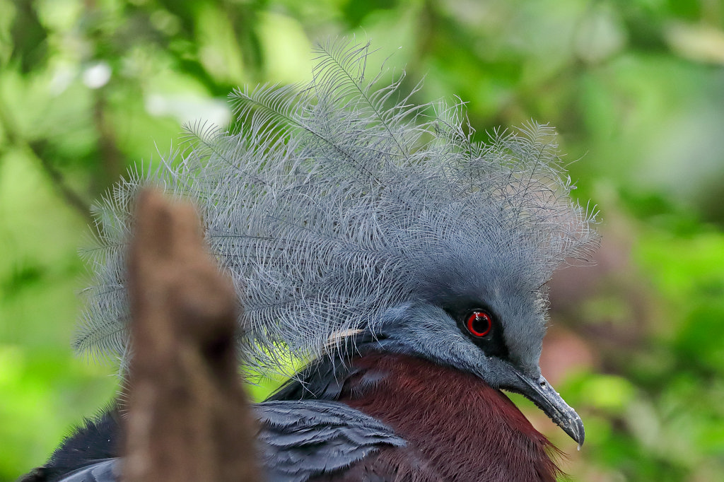 574B4133_c.jpg -  Scheepmaker's crowned pigeon  ( Rotbrust-Krontaube )