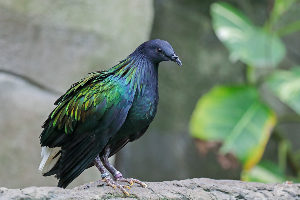 574B4143_c.jpg -  Nicobar pigeon  ( Kragentaube )