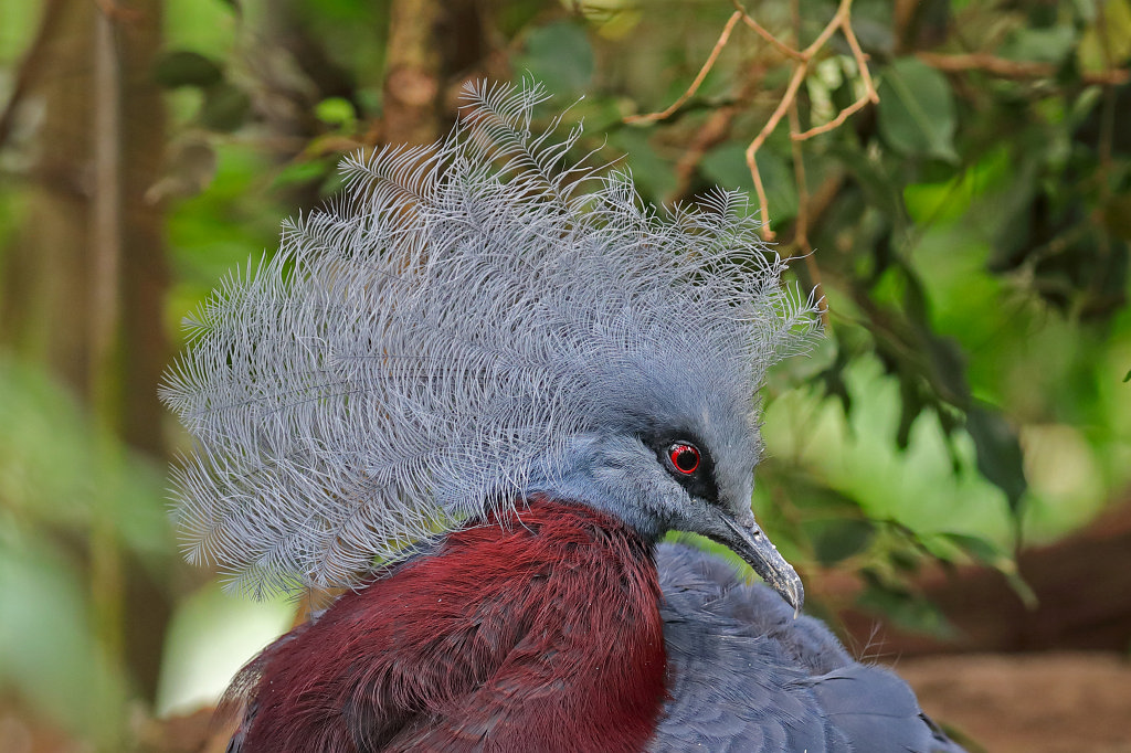 574B4148_c.jpg -  Scheepmaker's crowned pigeon  ( Rotbrust-Krontaube )