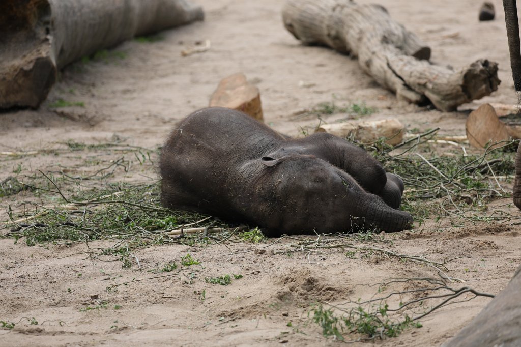 574B4199.JPG -  Asian elephant  ( Asiatischer Elefant )