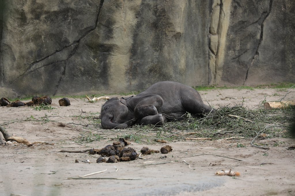 574B4202.JPG -  Asian elephant  ( Asiatischer Elefant )