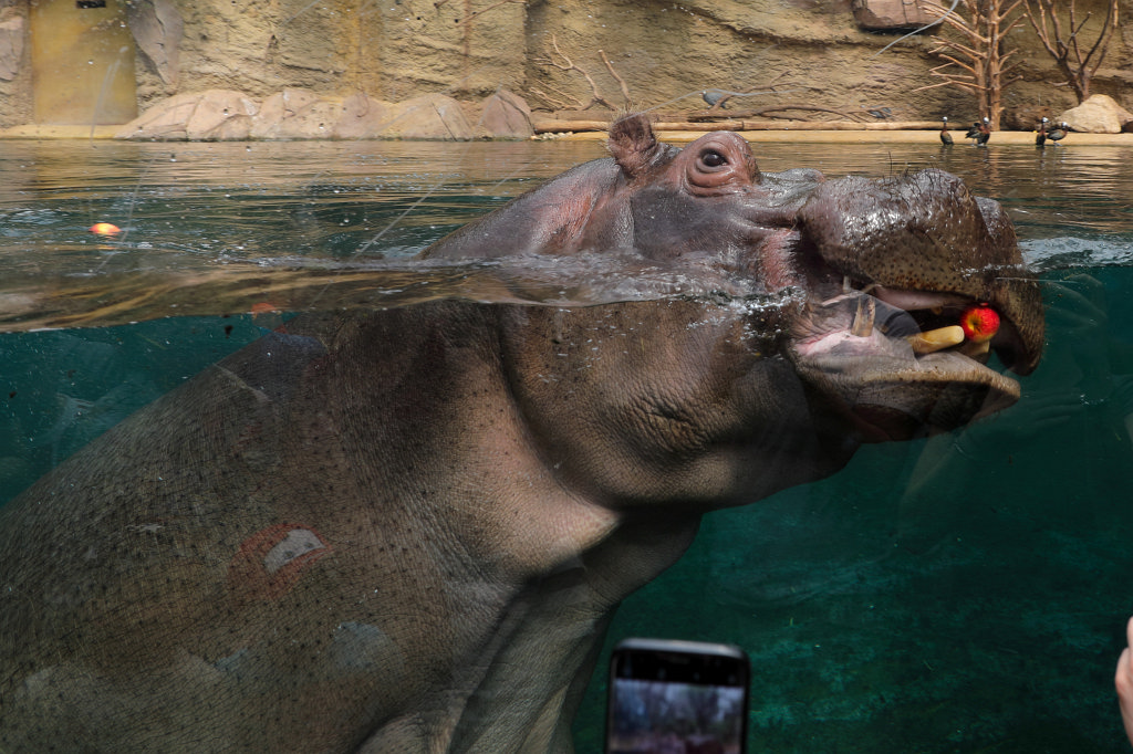 574B4229_c.jpg -  Hippopotamus  ( Flusspferd )