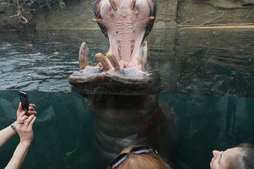 574B4301.JPG -  Hippopotamus  ( Flusspferd )