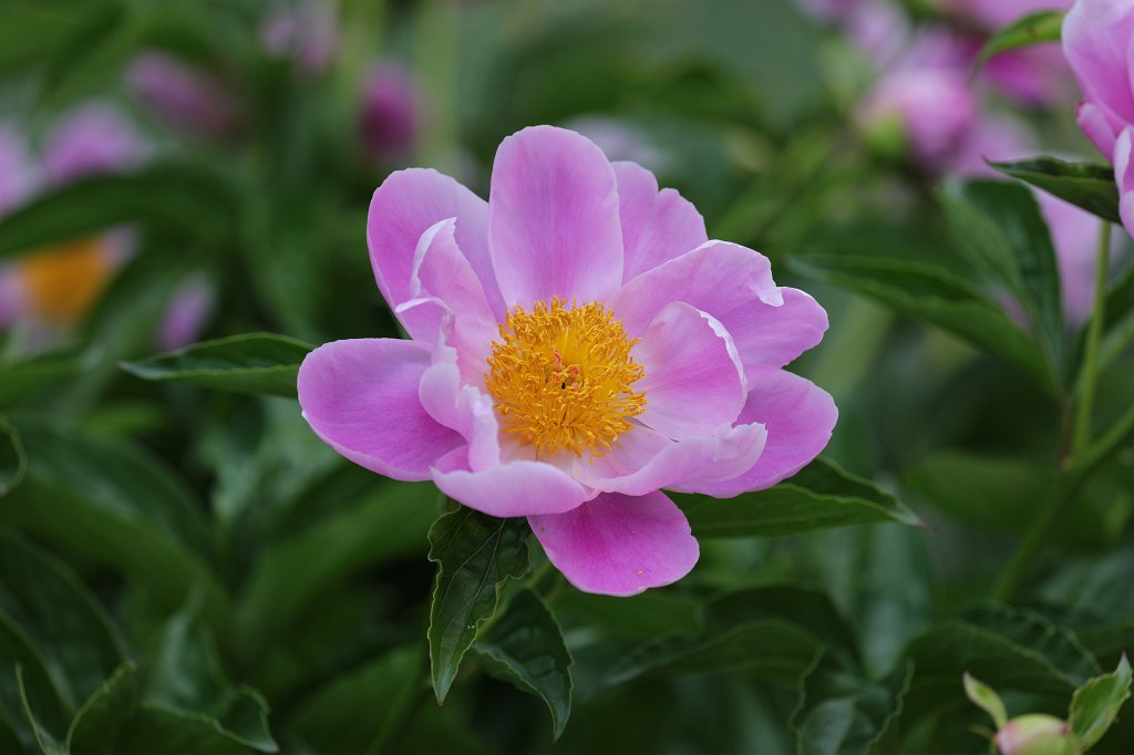 574B4316.JPG - Peony (Pfingstrose)