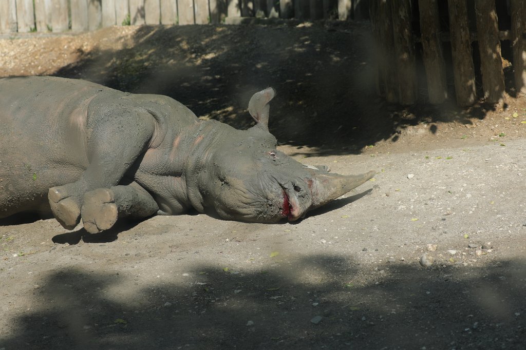 574B4423.JPG -  Black rhinoceros  ( Spitzmaulnashorn )