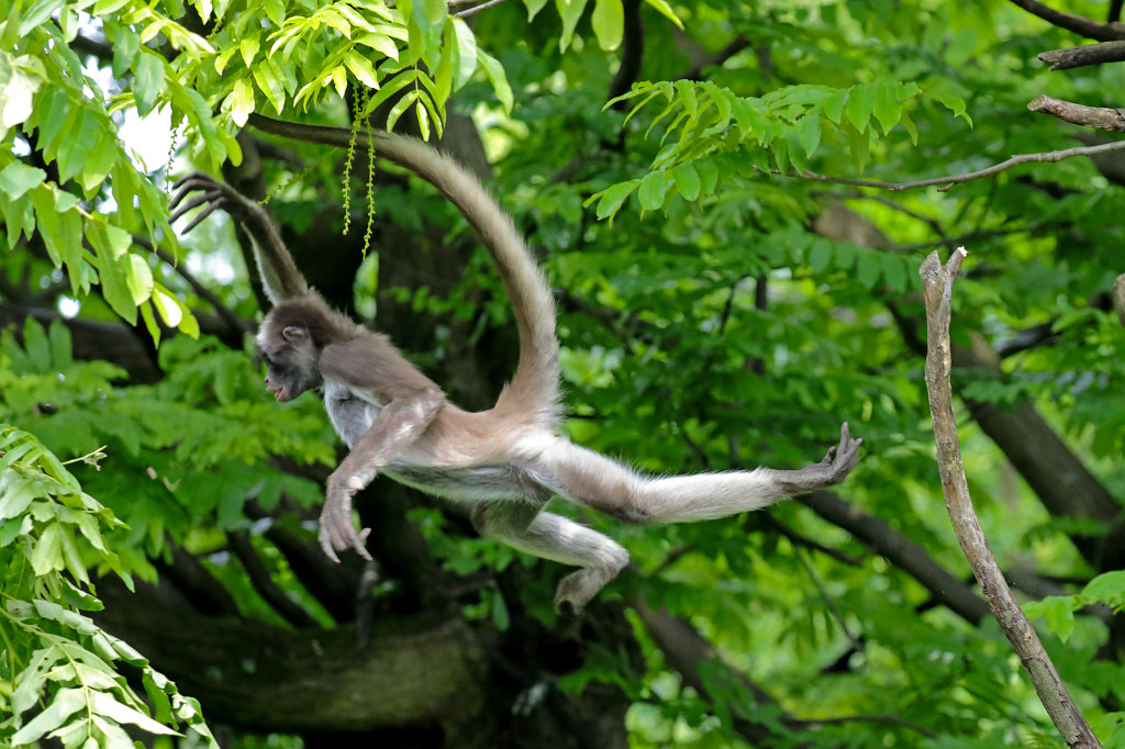 574B3649_c.jpg -  White-bellied spider monkey  ( Weißstirnklammeraffe )