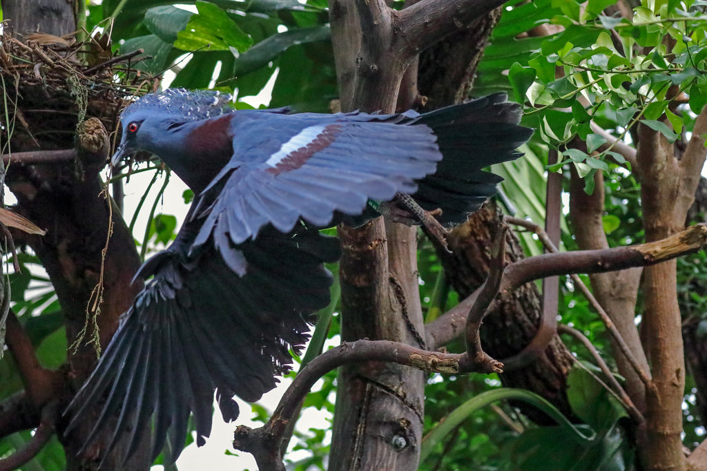 574B3799_c.jpg -  Victoria crowned pigeon  ( FÃ¤chertaube )