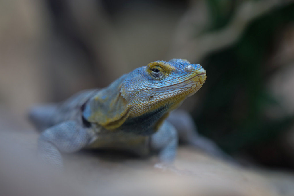 574B3854_c.jpg - Lizard