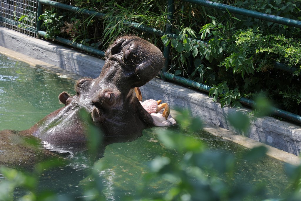 574B4523.JPG -  Hippopotamus  ( Flusspferd )