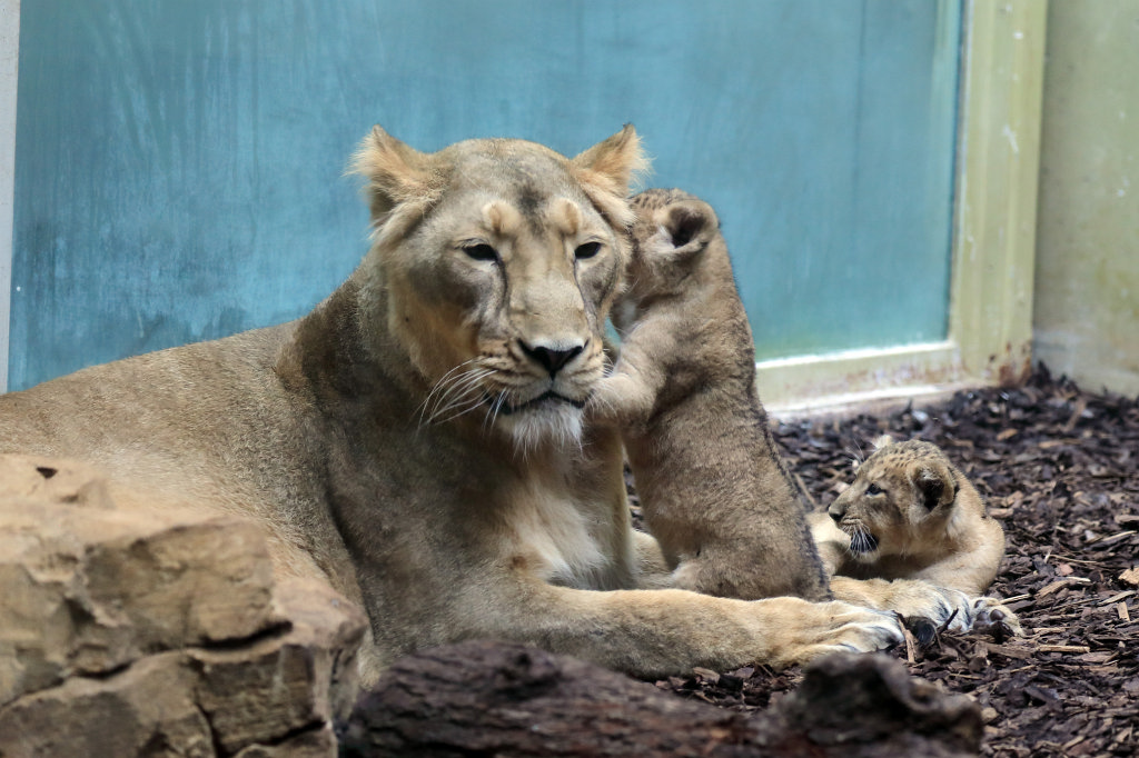 574B4551_c.jpg -  Asiatic lion  ( Asiatischer Löwe )